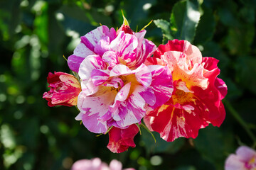 花びらの縁がピンクの白い薔薇