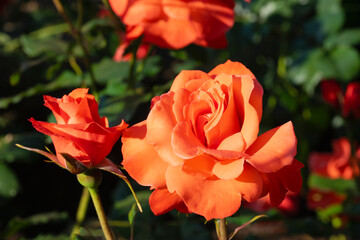 オレンジの薔薇