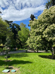 Blooming white tree in a green city park on a sunny spring day with dramatic clouds and shadows — peaceful urban nature background