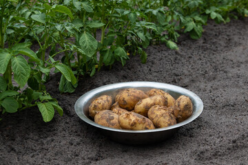 Freshly harvested potatoes in bowl in vegetable garden. Concept of backyard farming, homegrown food