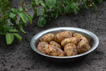Bowl full of freshly harvested potatoes in vegetable garden. Rural farming, backyard farming and organic food concept.