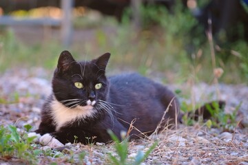Cute tuxedo  stray cat sunbathing at the backyard.	Horizontal image with selective focus. 