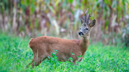 Male Roe deer in a Red Clover field bordering a corn field at the end of the day. Capreolus capreolus, Trifolium pratense, Zea mays, Indre et Loire 37, région Centre Val de Loire, France, Europe