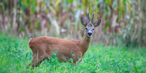 Roe deer buck in a Red Clover field bordering a corn field at the end of the day. Capreolus capreolus, Trifolium pratense, Zea mays, Indre et Loire 37, région Centre Val de Loire, France, Europe