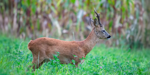 Roebuck in a Red Clover field bordering a corn field at the end of the day. Capreolus capreolus, Trifolium pratense, Zea mays, Indre et Loire 37, région Centre Val de Loire, France, Europe