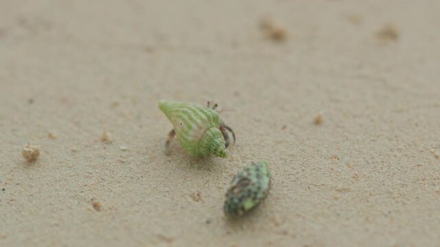 Close up of a hermit crab crawling on the sand of a tropical beach. The hermit crab emerges from its shell and crawls across the white sand.