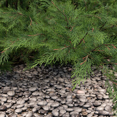 group of coniferous plants from juniper stones and pebbles