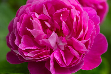 Close-up view of delicate red rose petals