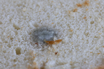 Mold on white bread close up