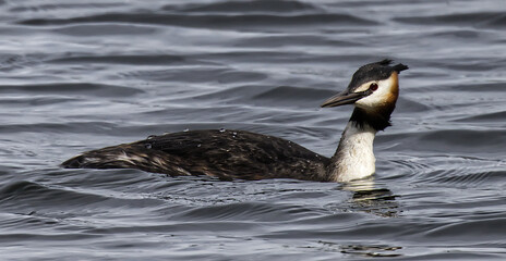 Gr&egrave;be hupp&eacute;e