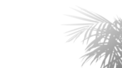Transparent background, Palm fronds shadow overlay, natural light effect, tropical plant...