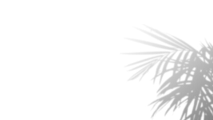 Transparent background, Palm leaves shadow overlay, natural light effect, tropical plant...