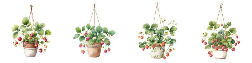 Hanging Strawberry Plants: Watercolor Illustration of Potted Berries