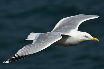 A common gull in flight at Bempton Cliffs