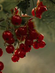 red currant berries on a branch