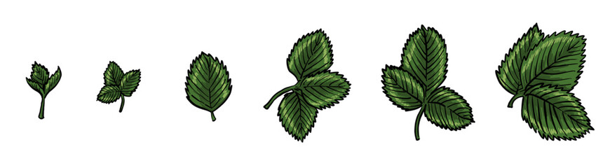 Set of strawberry leaves in different stages of growth. Hand-drawn look, textured details, white background. Perfect for patterns, packaging and botanical themes.