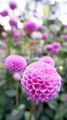 Beautiful Pink Dahlia Flowers Blooming in a Garden A Close Up View of Delicate Petals