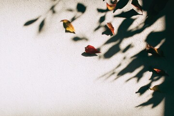 Abstract Composition of Leaf Shadows and Scattered Dried Leaves on a Textured White Surface