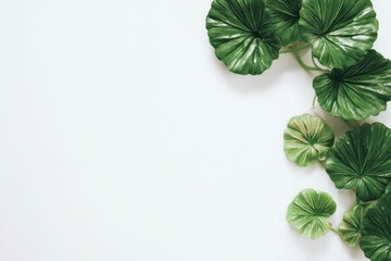 Fresh Green Tropical Leaves Forming a Border on a Clean White Background with Copy Space