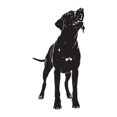 Obraz premium Defined Rhodesian Ridgeback digital black image - Rhodesian Ridgeback silhouette - Rhodesian Ridgeback Vector - Silhouette of Rhodesian Ridgeback - dog vector