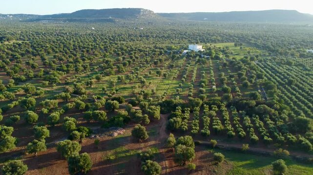 Drone footage of Puglia, Italy &ndash; showing green olive groves, palm trees, rural farmland, and Mediterranean vegetation under clear blue sky.
