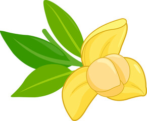 Rumduol flower. Cambodia National flower. Pretty yellow bloom, romduol flower in branch with leaves. Vector illustration