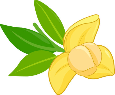 Rumduol flower. Cambodia National flower. Pretty yellow bloom, romduol flower in branch with leaves. Vector illustration