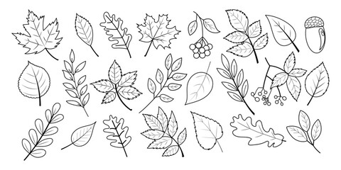 Hand drawn set of autumn leaves, berries and acorns in outline style. Collection of maple, oak, birch, rowan, chestnut for coloring books, stickers. Foliage outline vector isolated on white background