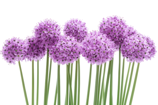 Purple Allium Flower Field Against Black Backdrop Blossom Bloom Natural Still Life Summer Garden