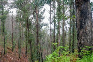 Dichter Wald im Zentrum der Insel Madeira, wie häufig im Nebel