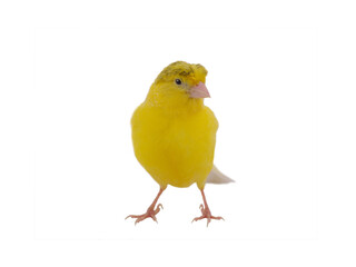 canary isolated on white background