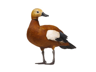 Ruddy Shelduck (Tadorna ferruginea) isolated on white background