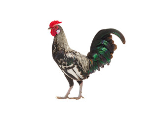 rooster isolated on white background