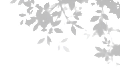 shadow overlay effect. Gray shadow of leaves isolated on white background. Plant foliage leaf shadow light effect. Mockup Blurred tree branch shadow. Ideal for summer spring design elements PNG