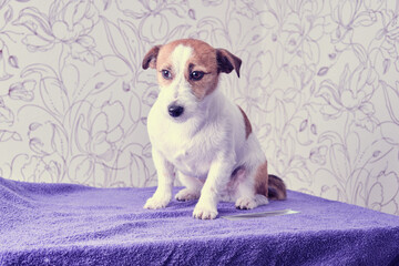 Jack Russell Terrier sits on the table after grooming