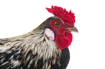 rooster Portrait rooster isolated on white background