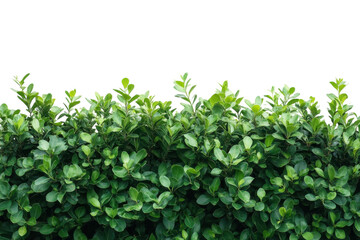 Green Hedge Beauty Landscaping Garden Design Evergreen Shrub Nature Natural Foliage Exterior Garden