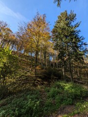 autumn in the blackforest