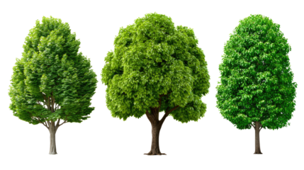 Three Lush Green Trees: A trio of vibrant, full, green trees stand tall against a clean background, showcasing their lush foliage and strong trunks.  Each tree boasts a unique, yet equally stunning.