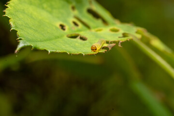 Worm on damaged leaf