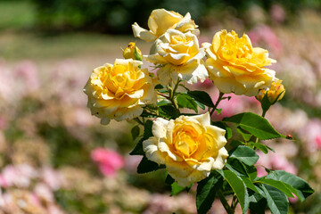 Yellow rose bush in the garden