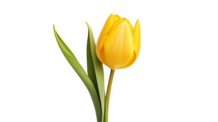 three yellow tulips Isolated on transparent Background