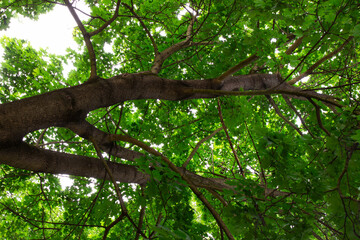 Fototapeta premium Lush Green Tree Canopy from Below