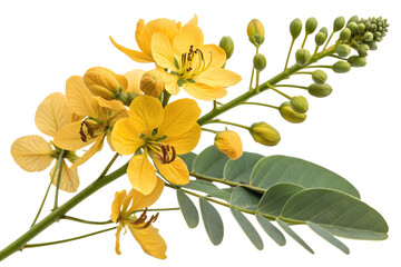 Senna auriculata flowers isolated on white
