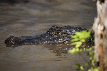 Close-up of an alligator's eyes and snout, half-submerged in murky Louisiana swamp water, surrounded by moss and reeds.