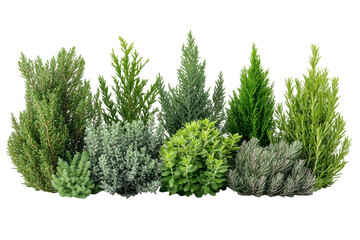 Fototapeta premium Evergreen shrubbery showcase on black green plant variety beautiful foliage landscaping gardening
