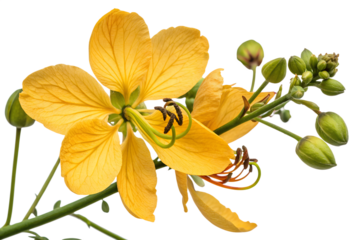 yellow Senna auriculata flower isolated on white