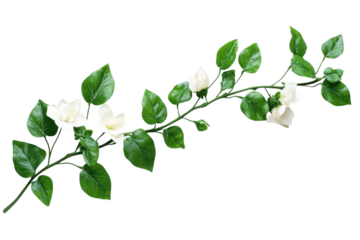 White blossoms gently intertwine with glossy leaves on winding vine a delicate floral beauty on