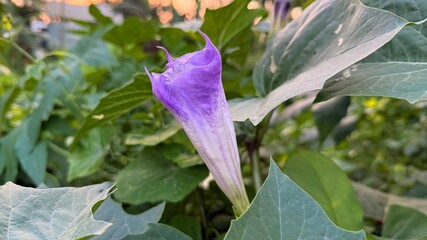 Purple datura flower bud surrounded by lush green leaves is visible