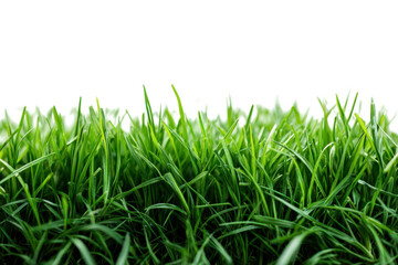 Fototapeta premium Lush Green Grass Blades Against Black Backdrop Spring Growth Nature Photography Outdoor Environment